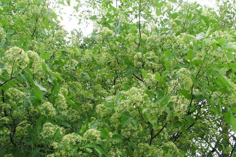 Ptelea trifoliata, Hop Tree, Shrubby Trefoil, Stinking Ash, Swamp Devil's Bit, Swamp Dogwood, Wafer Ash, Water Ash, Wing Seed