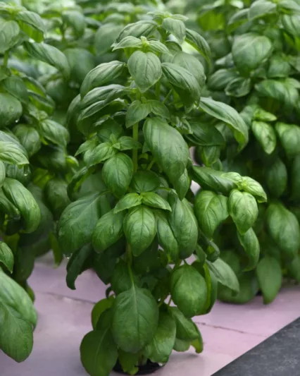 Ocimum basilicum 'Everleaf Emerald Towers', Everleaf Emerald Towers Basil, Sweet Basil