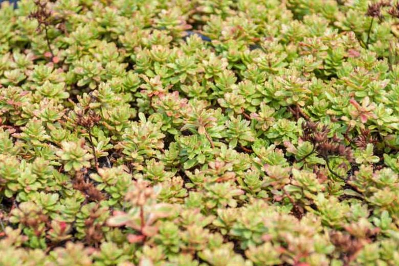 Sedum kamtschaticum var. floriferum 'Weihenstephaner Gold, Orange Stonecrop 'Weihenstephaner Gold', 'Weihenstephaner Gold' Orange Stonecrop, Russian Stonecrop 'Weihenstephaner Gold', 'Weihenstephaner Gold' Russian Stonecrop, Orange Sedum, Yellow Succulent