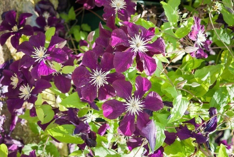 Clematis 'Warszawska Nike', Early Large-Flowered Clematis 'Warszawska Nike', Clematis 'Warsaw Nike', group 2 clematis, purple clematis, Clematis Vine, Clematis Plant, Flower Vines, Clematis Flower, Clematis Pruning