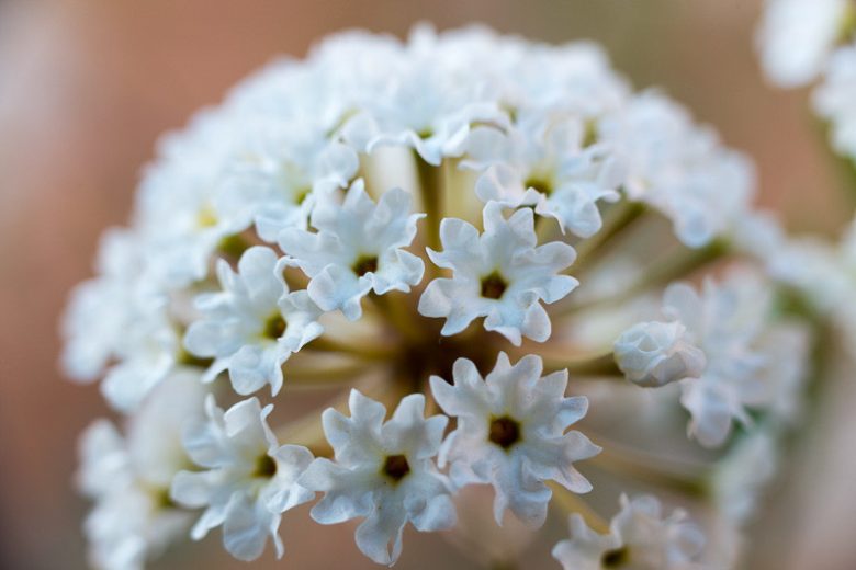 Abronia fragrans, Fragrant Sand Verbena, Snowball Sand Verbena, Sweet Sand Verbena, Prairie Snowball, Sand Verbena, Heart's Delight, Drought Tolerant plant