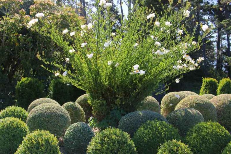 Cistus Ladanifer, Gum Rockrose, Laudanum, Labdanum,Common Gum Cistus, Brown-Eyed Rockrose, Crimson-Spot Rockrose, Cistus maculatus, Cistus Ladaniferus, Mediterranean plants, Mediterranean shrubs, white flowers