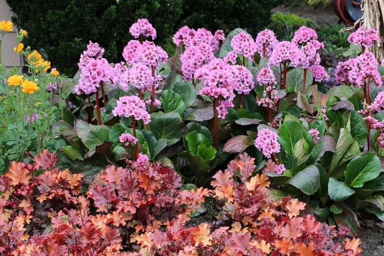Bergenia 'Spring Fling', Elephant's Ears 'Spring Fling', Pig Squeak 'Spring Fling', Pink Bergenia, Evergreen Perennial, Shade Perennial