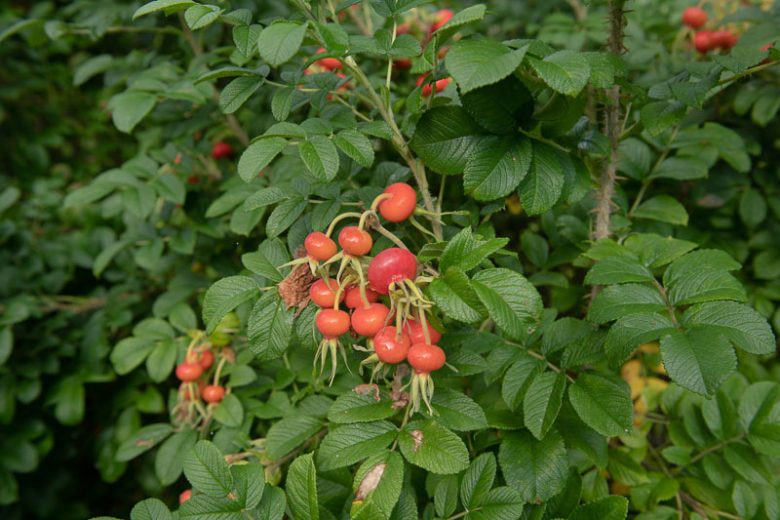 Rosa Rugosa 'Alba', Rose 'Alba', Rosa 'White Japanese Rose, White Wrinkled Rose, Ramanas Rose, Shrub Roses, Wild Roses, Rugosa Hybrids, White roses, Hardy roses