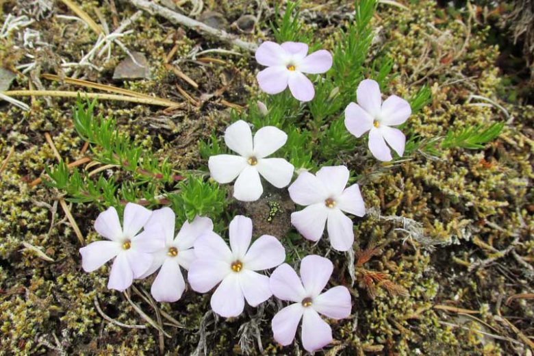 Phlox diffusa, Mat Phlox, Spreading Phlox, Lavender Phlox, Lavender flowers, Groundcover, Perennial groundcover, White Phlox, White flowers