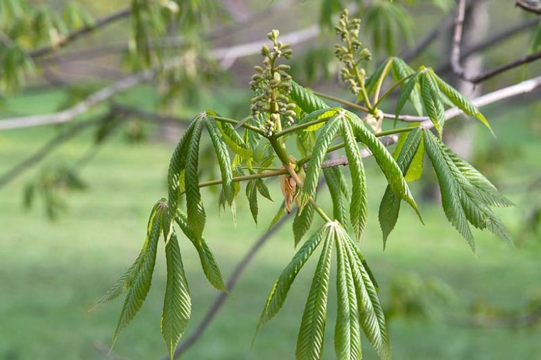 Aesculus flava, Yellow Buckeye, Big Buckeye, Sweet Buckeye, Aesculus octandra, Yellow Flowers, Chestnut