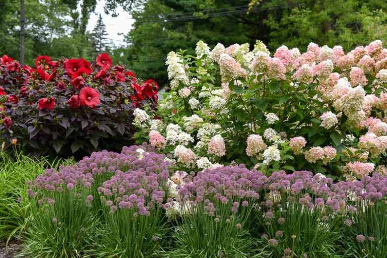 Hydrangea Paniculata Fire Light, Hydrangea Fire Light, Fire Light Hydrangea, Panicle Hydrangea Fire Light,