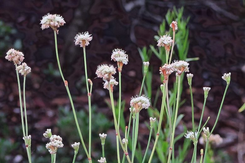 Eriogonum nudum,  Naked Buckwheat, Nude Buckwheat, Coast Buckwheat, Seaside Buckwheat, California Native Plants, Oregon Native Plants, California Native Perennials, Oregon Native Perennials