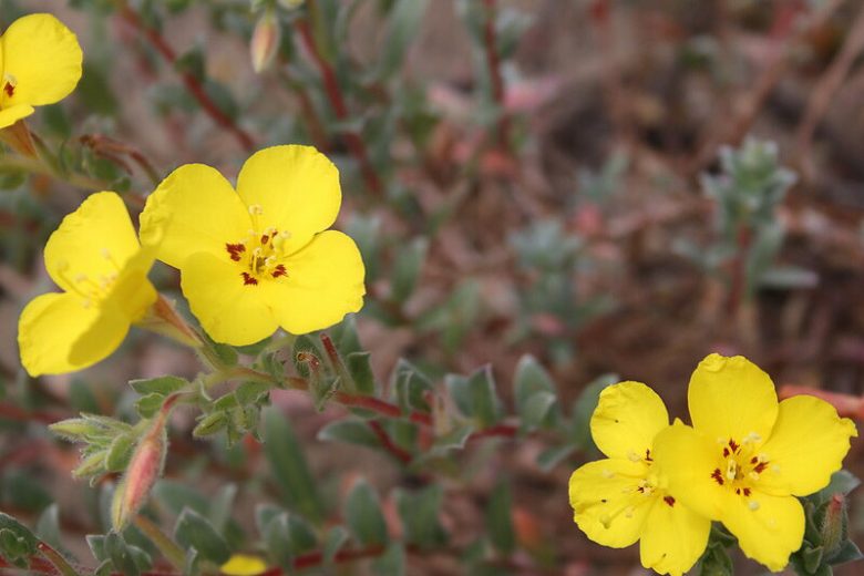 Camissoniopsis cheiranthifolia, Beach Primrose, California Evening Primrose, California Evening-primrose, California Primrose, California Suncup, Oenothera californica, Yellow Flowers, Perennial Flowers