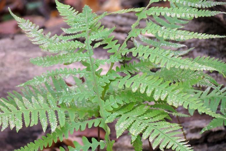 Phegopteris hexagonoptera, Broad Beechfern, Broad Beech Fern, Dryopteris hexagonoptera, Thelypteris hexagonoptera, Shade plants, shade perennial, plants for shade, plants for wet soil