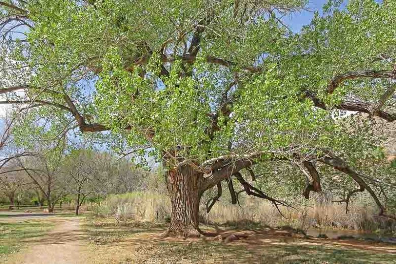 Populus fremontii, Fremont Cottonwood, Western Cottonwood, Gila Cottonwood, Alamo, Deciduous Tree, Fall Color