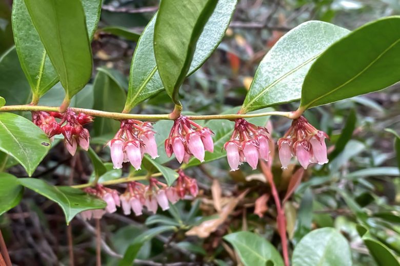 Lyonia lucida, Shining Fetterbush, Fetterbush Lyonia, Shinyleaf, Fetterbush, Staggerbush, Desmothamnus lucidus, Neopieris nitida, Evergreen Shrub