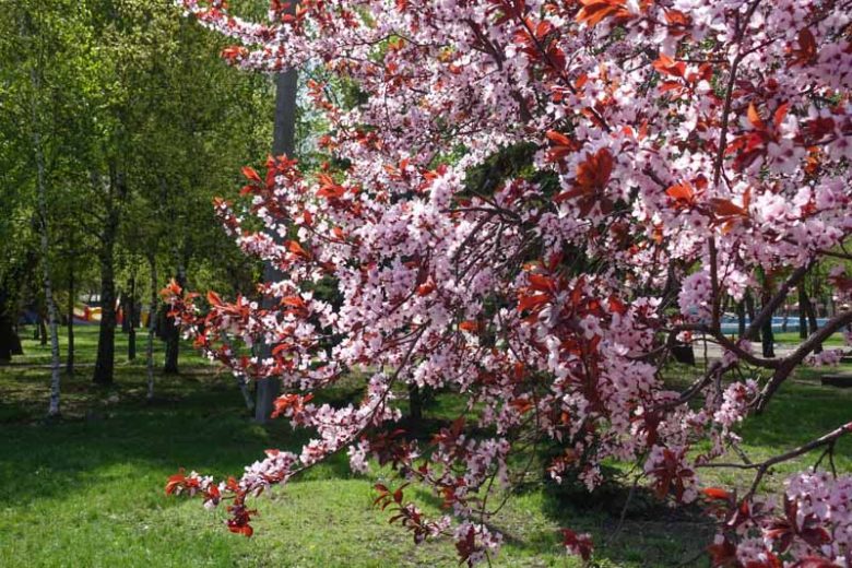 Prunus cerasifera 'Krauter Vesuvius',Cherry Plum 'Krauter Vesuvius', Krauter Vesuvius Cherry Plum, Flowering Tree, Pink flowers, pink prunus
