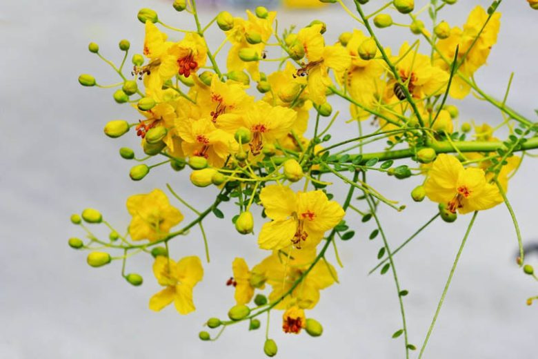 Parkinsonia praecox, Palo Brea, Sonoran Palo Verde, Cercidium praecox, Caesalpinia praecox, Cercidium australe, Cercidium goldmannii, Cercidium plurifoliatum, Cercidium spinosum, Cercidium viride