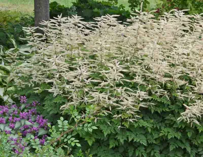 Aruncus Misty Lace, Goat's Beard, Goatsbeard, Aruncus Sylvestris, Spirea Aruncus, White Flowers, Shade Plant, Plants for Shade, Plants for wet soils