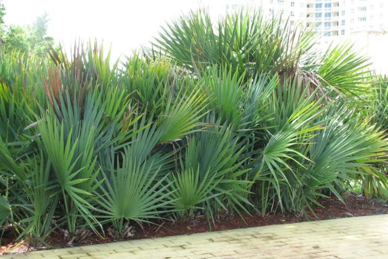 Serenoa repens, Saw Palmetto, Brahea serrulata, Corypha repens, Serenoa serrulata