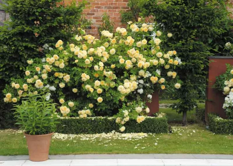 Rose Teasing Georgia, Rosa 'Teasing Georgia', English Rose 'Teasing Georgia', David Austin Roses, English Roses, Yellow roses, shrub roses, Rose Bushes, Garden Roses, fragrant roses, Favorite roses