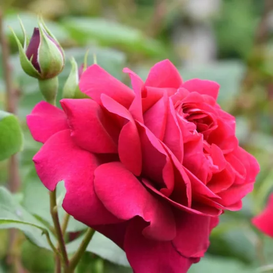 Rose Tess of The d'Urbervilles, Rosa 'Tess of The d'Urbervilles', English Rose 'Tess of The d'Urbervilles', David Austin Roses, English Roses, Red roses, shrub roses, Rose Bushes, Garden Roses, fragrant roses, Favorite roses