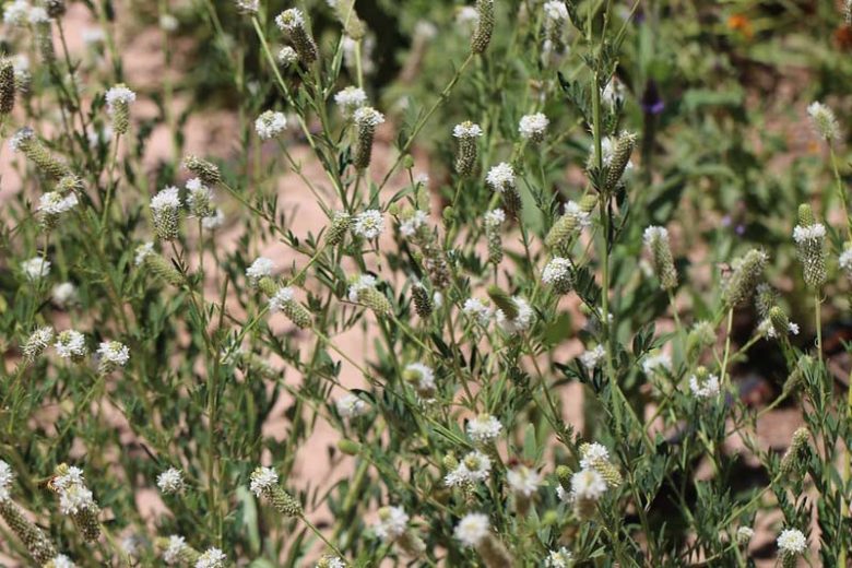 Dalea candida, White Prairie Clover, Prairie Flowers, White Wildflowers