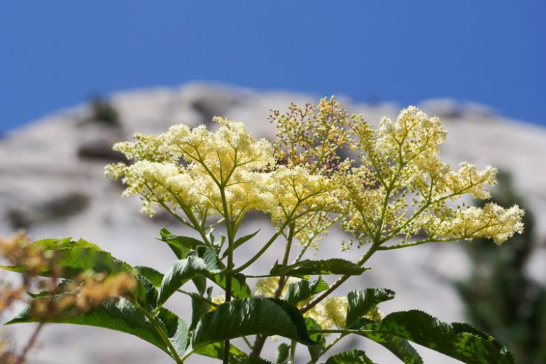 Sambucus nigra subsp. caerulea, Blue Elderberry, Blue Elder, Blueberry Elder, Mexican Elder, Arizona Elderberry, New Mexico Elderberry, Velvet-leaf Elderberry, Hairy Blue Elderberry, Sambucus caerulea