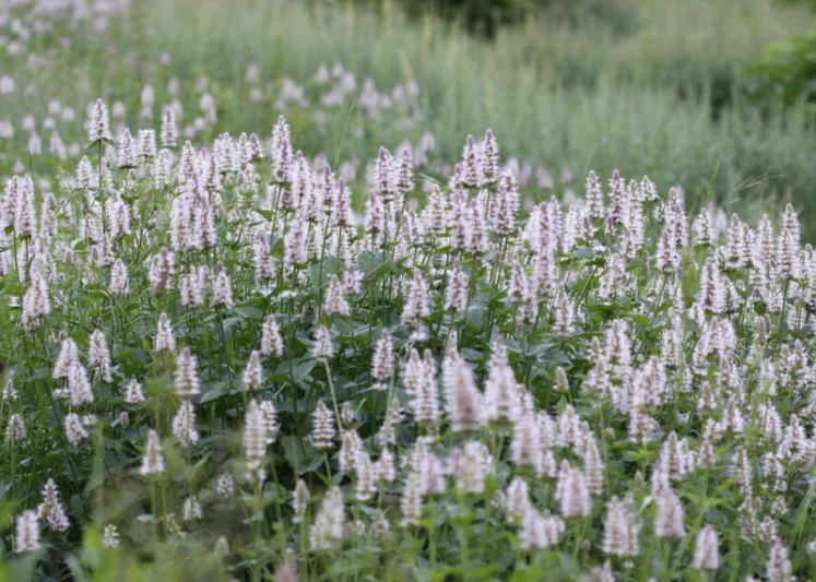 Agastache urticifolias, Nettleleaf Giant Hyssop, Nettle-leaf Horsemint, Lavender Agastache, Lavender Hyssop