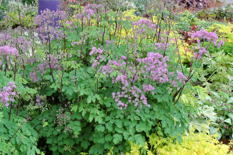 Thalictrum 'Black Stockings', Thalictrum aquilegiifolium, Thalictrum aquilegiifolium 'Black Stockings', Meadow Rue 'Black Stockings',lavender flowers, purple flowers,perennial, perennial plant, perennials