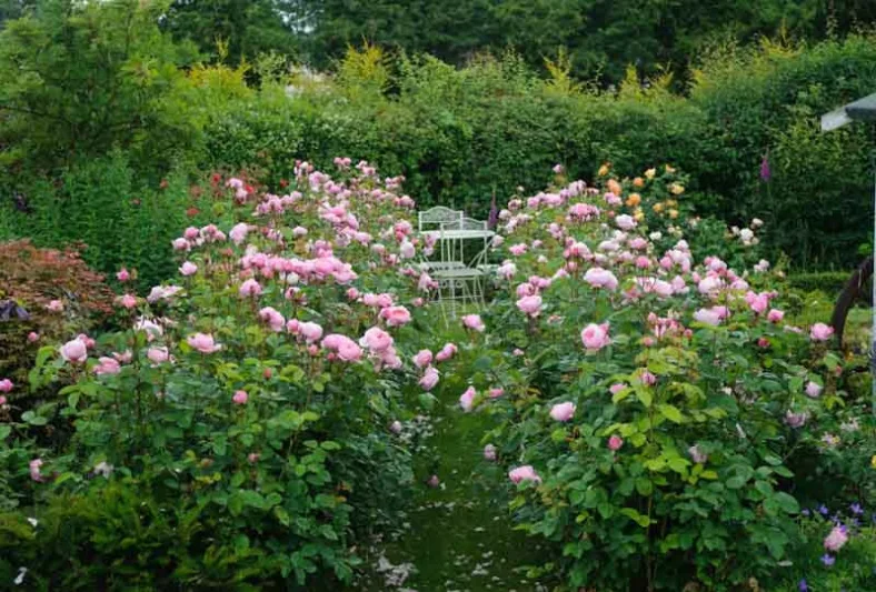 Rose The Alnwick Rose, Rosa The Alnwick Rose, English Rose The Alnwick Rose, David Austin Roses, English Roses, Rose Bushes, very fragrant roses, Garden Roses, Pink Roses