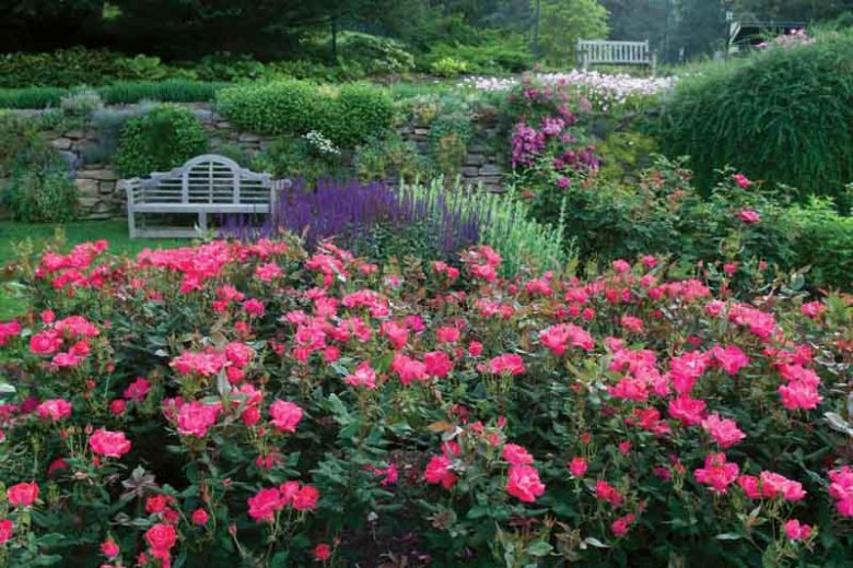 Rose 'Knock Out®', Rosa 'Knock Out®', 'Knock Out®' Rose, Shrub Roses, Rose bushes, Garden Roses, Rosa'Radrazz', Red Roses, Red Flowers