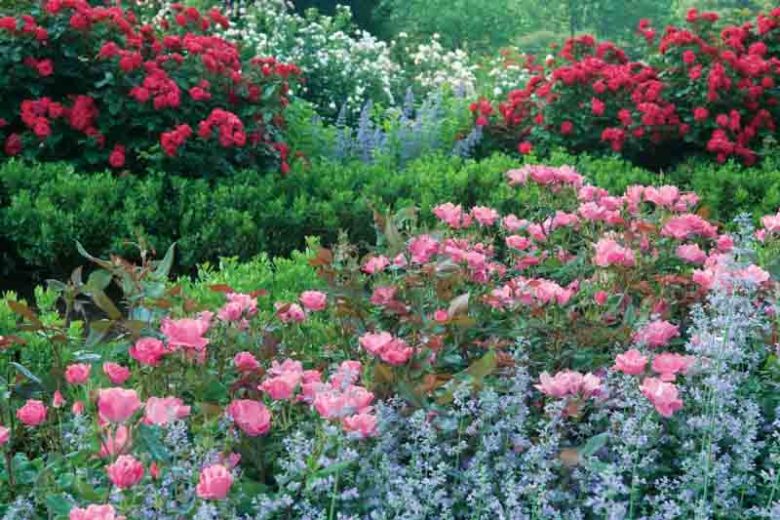 Rose 'Pink Knock Out®', Rosa 'Pink Knock Out®', 'Pink Knock Out®' Rose, Shrub Roses, Rose bushes, Garden Roses, Rosa 'Radcon', Pink Roses, Pink Flowers