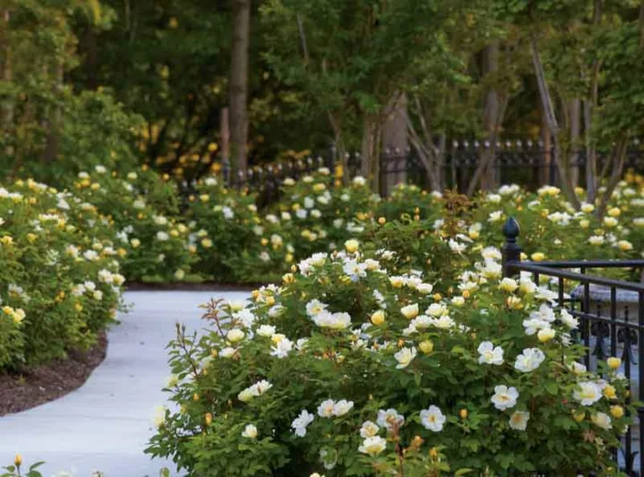 Rose 'Sunny Knock Out®', Rosa 'Sunny Knock Out®', 'Sunny Knock Out®' Rose, Shrub Roses, Rose bushes, Garden Roses, Rosa 'Radsunny', Yellow Roses, Yellow Flowers
