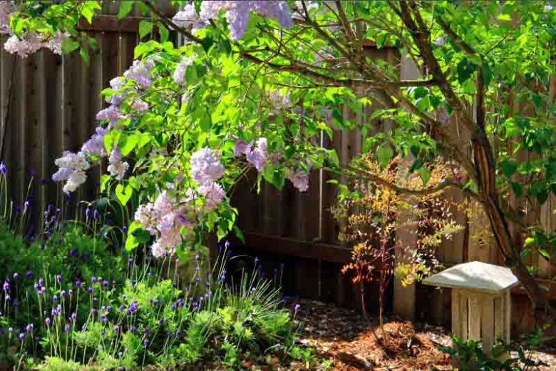 Syringa vulgaris 'Blue Skies',Syringa 'Blue Skies', Lilac 'Blue Skies', French Lilac 'Blue Skies', Syringa vulgaris 'Monore', blue lilac, Fragrant Lilac, blue Flowers, Fragrant Shrub, Fragrant Tree