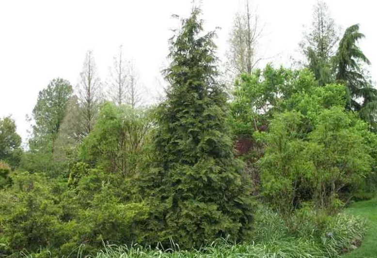 Thuja 'Green Giant' (Arborvitae), Green Giant Arborvitae, Thuja plicata x standishii 'Green Giant', Eergreen Tree
