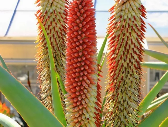 Tilt head aloe, Aloe speciosa