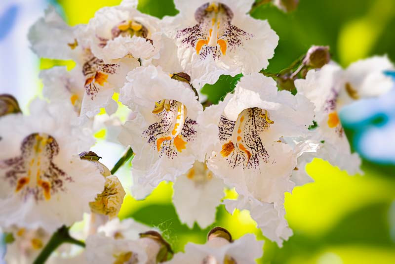 Catalpa, Catawba, Cigar Tree, Northern Catalpa, Indian Cigar, Western Catalpa, Southern Catalpa, Indian Cigar, Eastern Catalpa, Smoking Bean, Indian Bean Tree