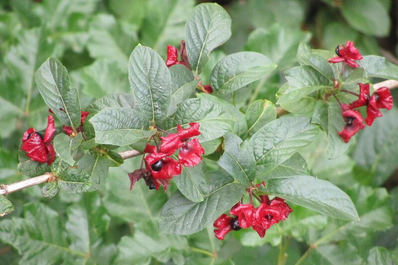 Lonicera involucrata, Twinberry Honeysuckle, Black Twinberry Honeysuckle, Black Twinberry, Bearberry Honeysuckle, Four-line Honeysuckle, Californian Honeysuckle