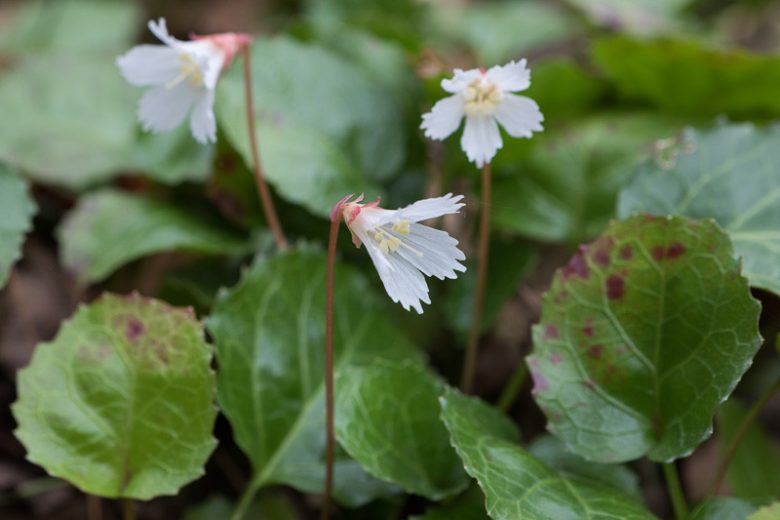 Shortia galacifolia, Oconee Bells, Oconee-bells, Shortia, Shade perennials, Shade Groundcover, Evergreen Ground Cover