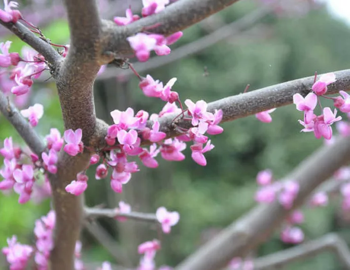 Black Pearl CercisBurgundy Hearts Cercis, Burgundy Hearts Redbud, Cercis canadensis Burgundy Hearts, Cercis canadensis 'Greswan', Eastern Redbud Burgundy Hearts, Small Tree, Spring Pink Flowers, Fall Color