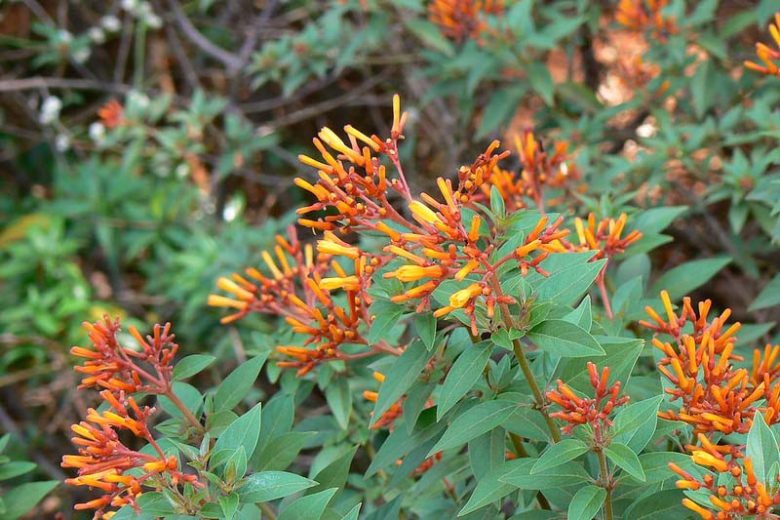 Hamelia patens, Scarletbush, Firebush, Coloradillo, Mexican Firecracker, Firecracker Shrub, Red Flowers, Orange Flowers