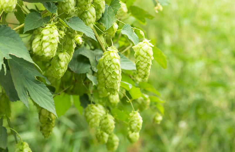 Humulus, Hops, Common Hops, Humulus lupulus, Vines,