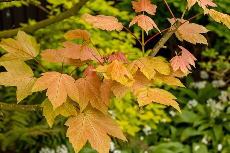 Acer pseudoplatanus Brilliantissimum, Brilliantissimum Maple