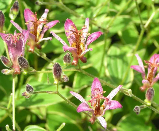 Tricyrtis Formosana 'Samurai', Toad Lily 'Samurai', Purple flowers, flowers for shade, Fall perennial, Shade perennial