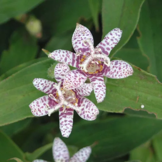 Tricyrtis hirta 'Miyazaki Hybrids', Toad Lily 'Miyazaki Hybrids', Japanese Toad Lily, Purple flowers, flowers for shade, Fall perennial, Shade perennial