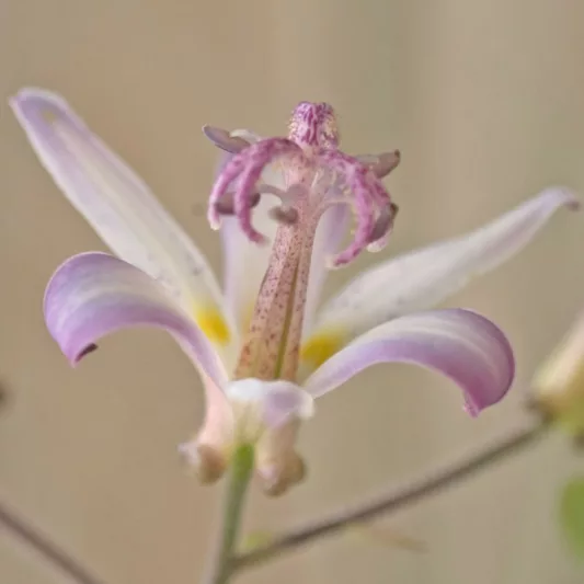 Tricyrtis hirta 'Tojen', Toad Lily 'Tojen', Japanese Toad Lily, Purple flowers, flowers for shade, Fall perennial, Shade perennial