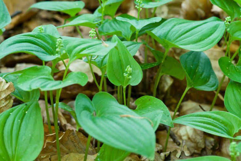 Maianthemum bifolium, False Lily of the Valley, Mayflower, May Lily, One-Blade, One-Leaf, Two-Leaved Lily of the Valley, Wild Lily of the Valley, Smilacina biflora