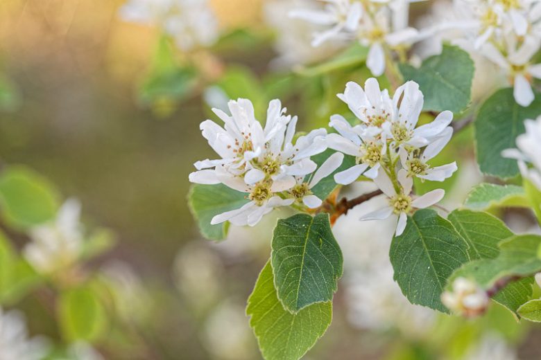 Amelanchier stolonifera, Running Serviceberry, Amelanchier spicata, Flowering Shrub, Fall color, Shrub with berries