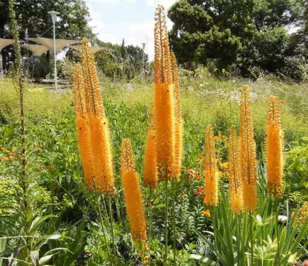 Eremurus x Isabellinus 'Pinokkio', Eremurus Isabellinus 'Pinokkio', Foxtail Lily 'Pinokkio', Desert Candle 'Pinokkio', Eremurus Isabellinus 'Pinocchio', Foxtail Lily 'Pinocchio', Desert Candle 'Pinocchio', Orange flowers