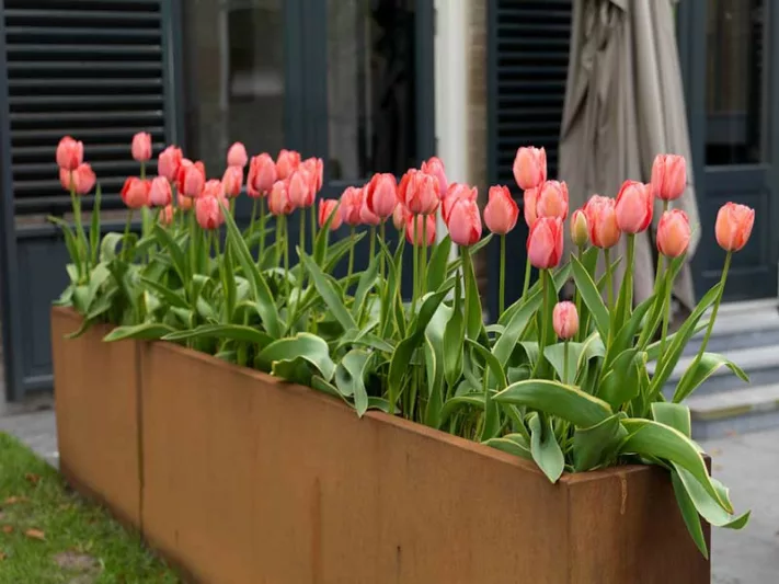 Tulipa 'Design Impression', Tulip 'Design Impression', Darwin Hybrid Tulip 'Pink Impression', Darwin Hybrid Tulips, Spring Bulbs, Spring Flowers, Pink Tulip