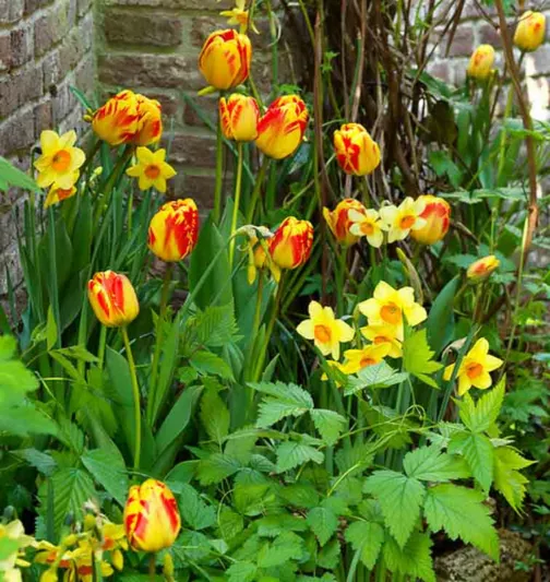 Tulipa 'La Courtine', Tulip 'La Courtine', Single Late Tulip 'La Courtine', Single Late Tulips, Spring Bulbs, Spring Flowers, Tulipe Hocus Pocus, Yellow tulips, Pink tulips, Tulipes Simples Tardives