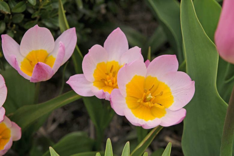 Candia Tulip 'Lilac Wonder', Miscellaneous Tulip 'Lilac Wonder', Tulipa Bakeri 'Lilac Wonder', Tulipa 'Lilac Wonder', Tulip 'Lilac Wonder', Botanical Tulips, Tulip Species, Rock Garden Tulips, Wild Tulips, Mid spring tulip, bicolored tulip, Candle Stick T