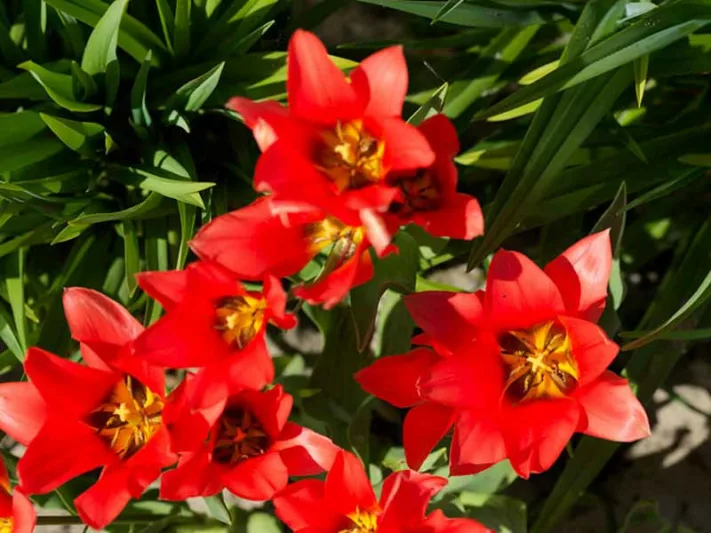 Tulipa praestans 'Fusilier', Tulip praestans 'Fusilier', Tulip 'Fusilier', Miscellaneous Tulip 'Fusilier', Botanical Tulips, Tulip Species, Rock Garden Tulips, Wild Tulips, Mid spring tulip, red tulip, multi-flowering tulip